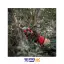 قیچی باغبانی RH-3107 رونیکس