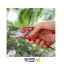 قیچی باغبانی RH-3108 رونیکس